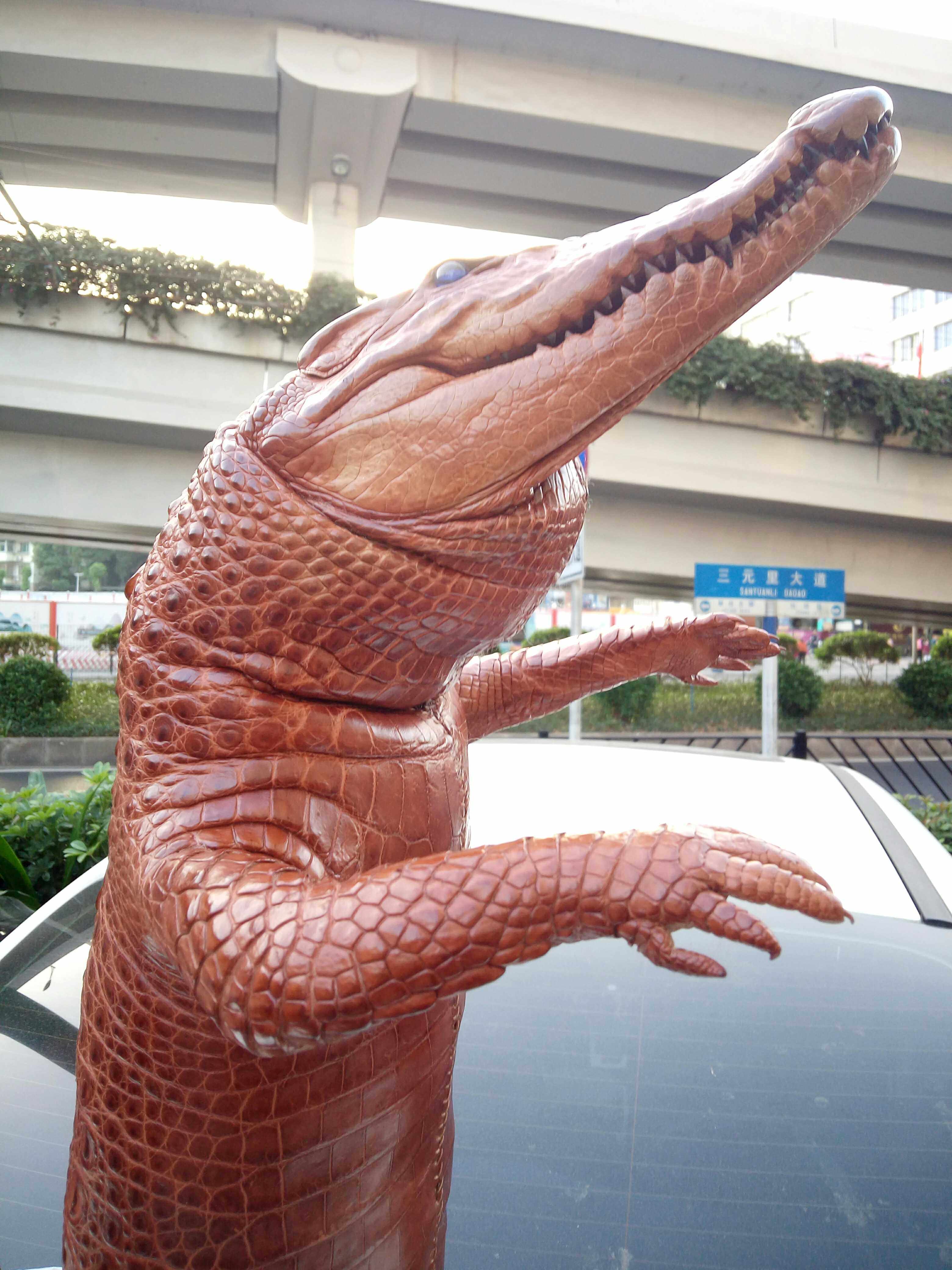 真鳄鱼标本客厅摆设霸气精品装饰品皮制品深棕色实体店招客回头