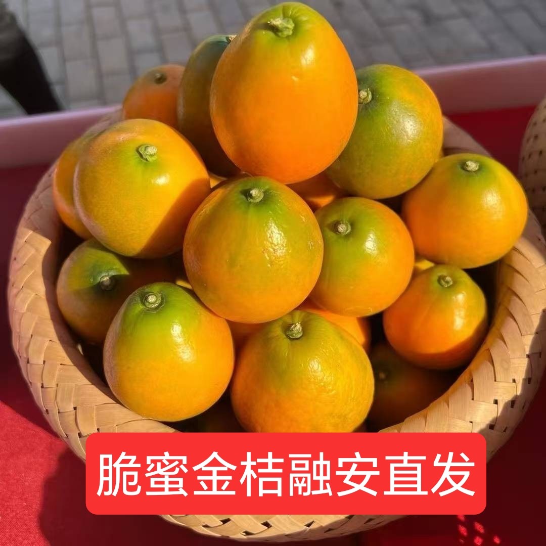 广西融安直发脆蜜金桔正宗纯甜新鲜当季水果现摘礼盒装3斤起