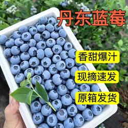 丹东蓝莓L25花香新鲜精品蓝莓当季现摘脆甜