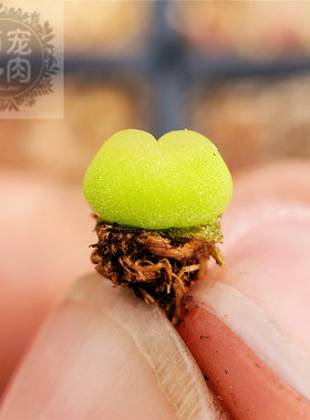 拉登 肉锥一物一拍 Ratum双峰双炮 两年生新品限量出售 萌宠多肉