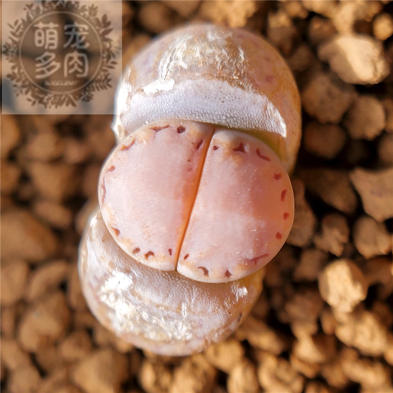 金边饼干编号c324三年生石花