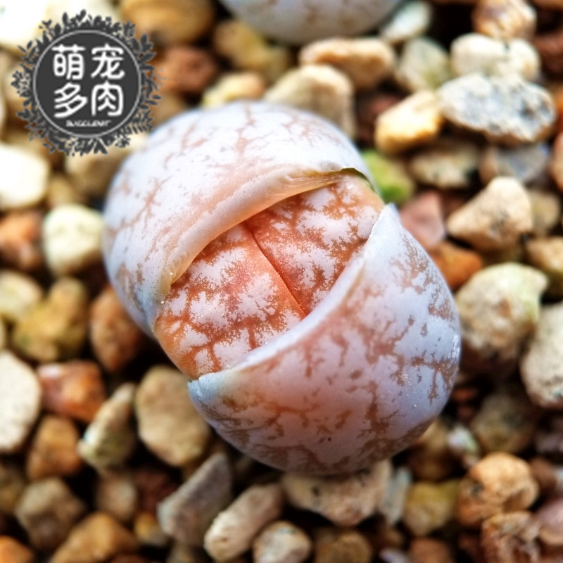 奶咖纹明显一物一拍多肉生石花