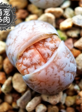 荒玉拿铁C309a一物一拍 DT种源奶咖纹明显优选株生石花 萌宠多肉