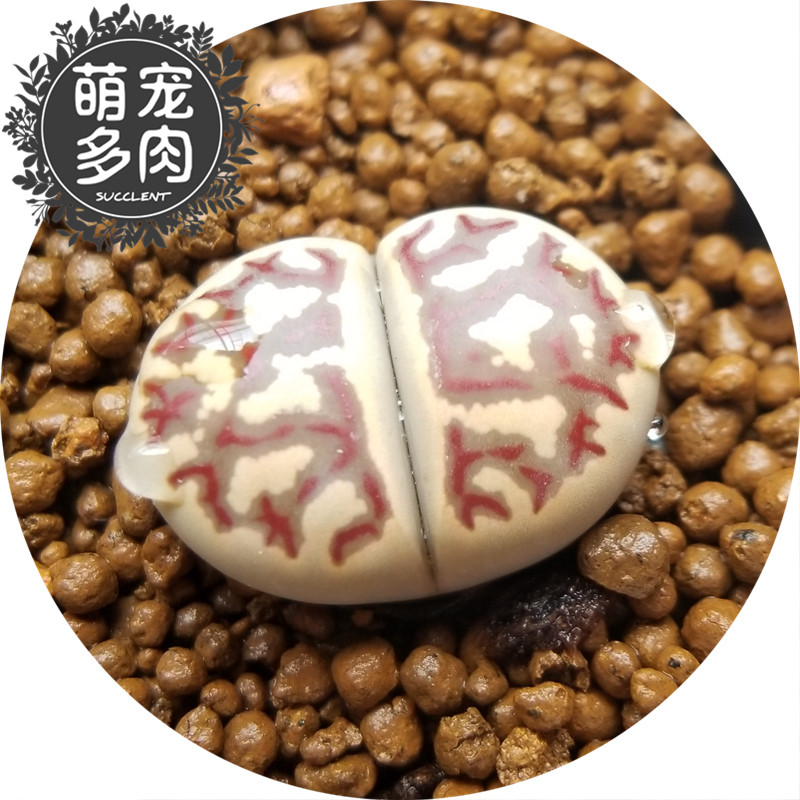 丽虹玉 生石花丽红玉两年生编号肉肉植物多肉屁屁花生石花 屁股花