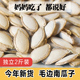 包邮 农家自种南瓜子2斤 南瓜子仁 正宗老品种生南瓜子毛边南瓜子