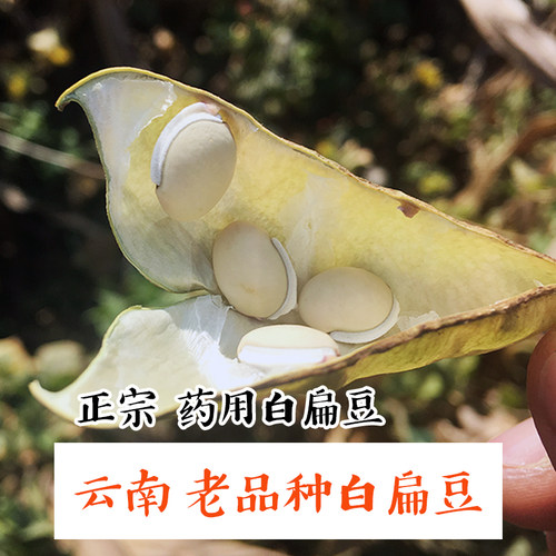 农家自产云南老品种白扁豆有黑边