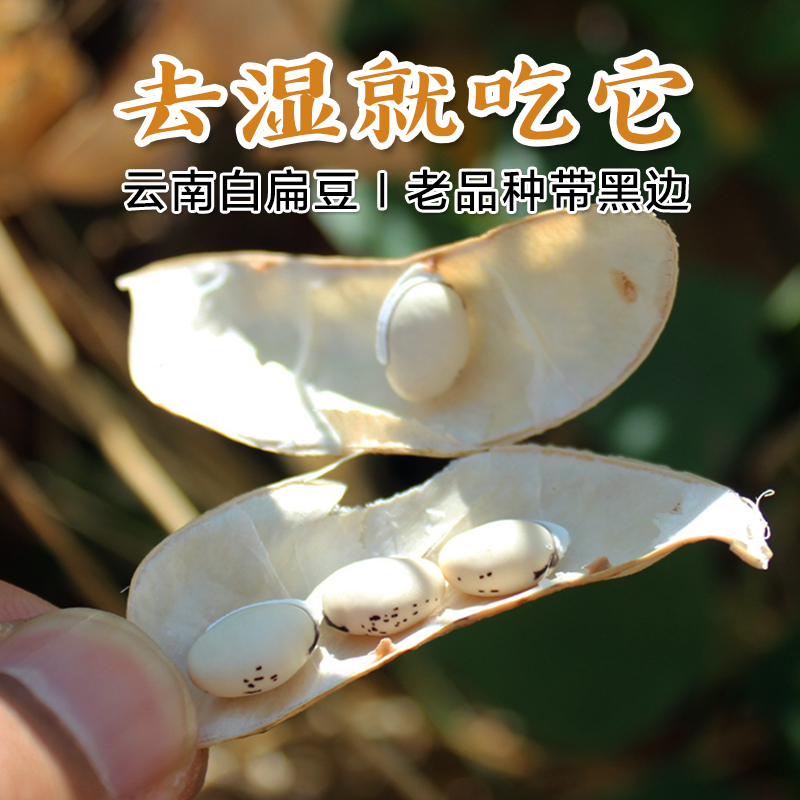 有黑点白扁豆新货云南农家自产扁豆祛湿药用扁豆2斤包邮可打粉