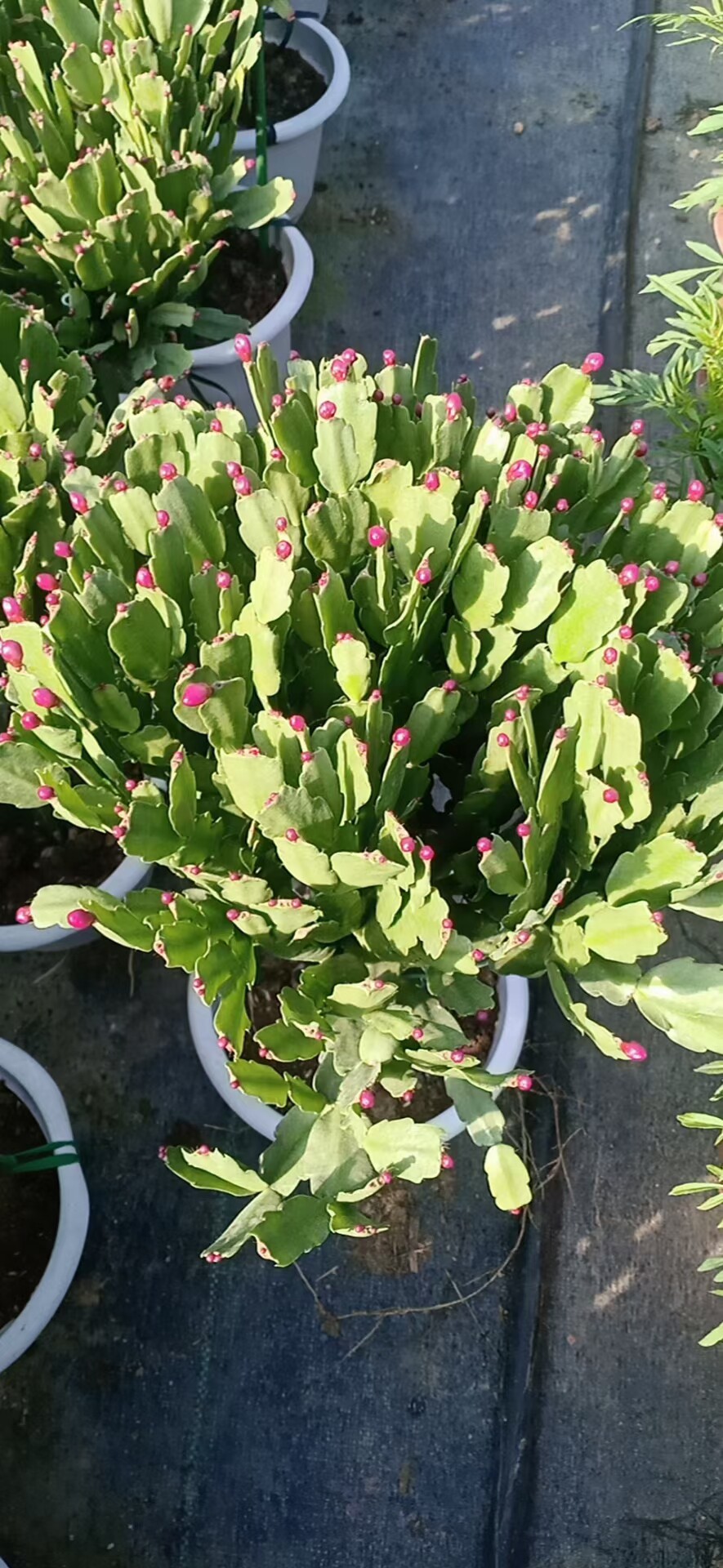 单层龙骨嫁接蟹爪兰苗新品种带花苞盆栽阳台植物开花多色花卉