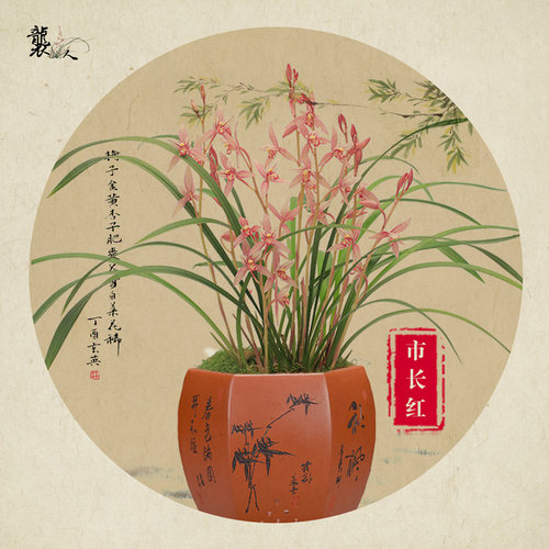 市长红建兰矮种办公室好养花卉