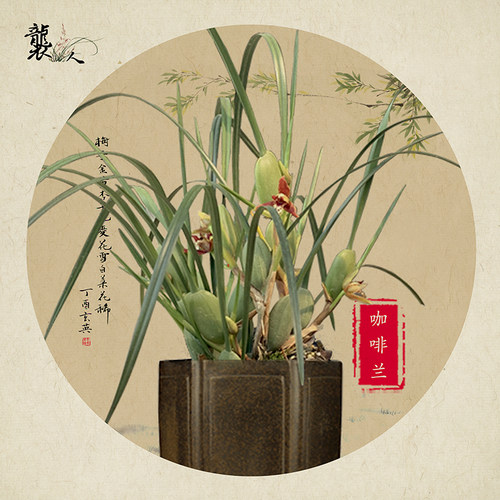 兰花苗咖啡兰盆栽带花苞发货腋唇兰浓郁咖啡奶香味洋兰室内绿植