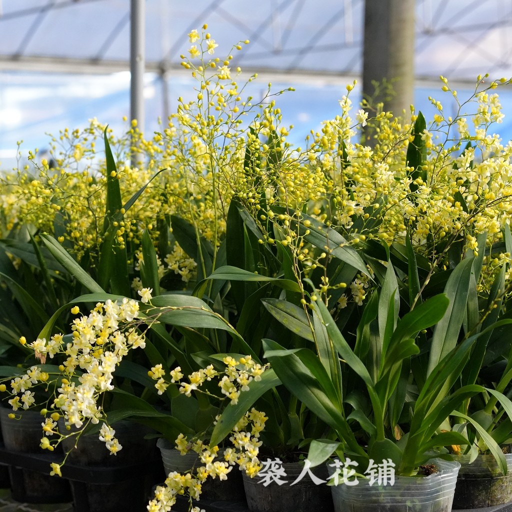 兰花苗文心兰带花苞盆栽水养植物带盆发货梦香兰迷你室内花卉