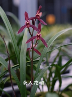 兰花苗墨宝仙山红暮山紫建兰盆栽带花苞发货浓香型名贵花卉绿植