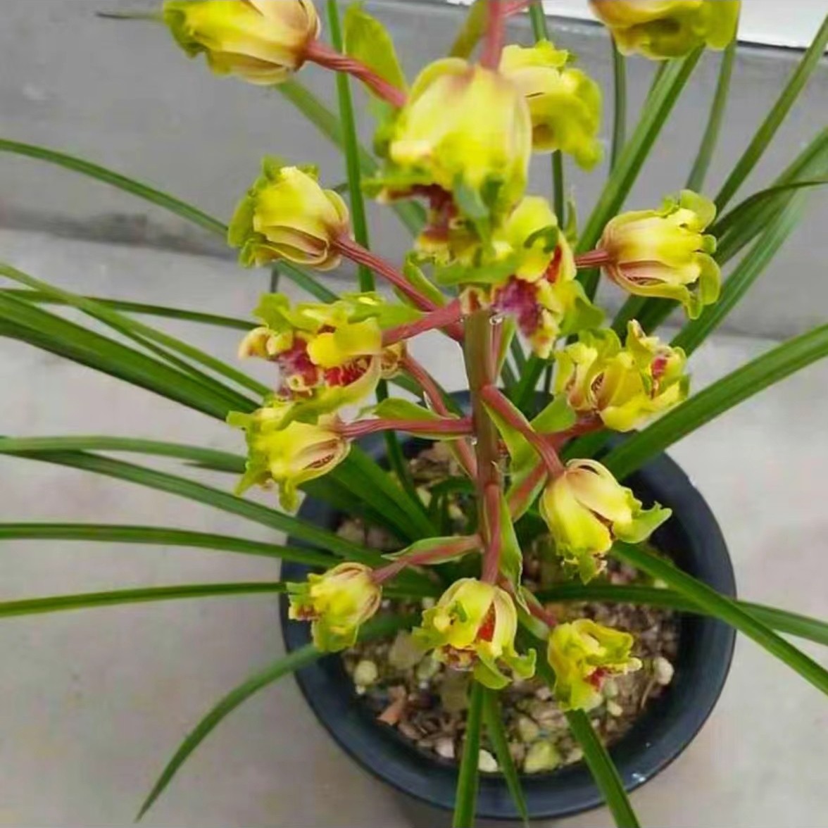 兰花苗蕙兰大白菜老朵云带花苞老品种浓香型奇花名贵室内盆栽植物