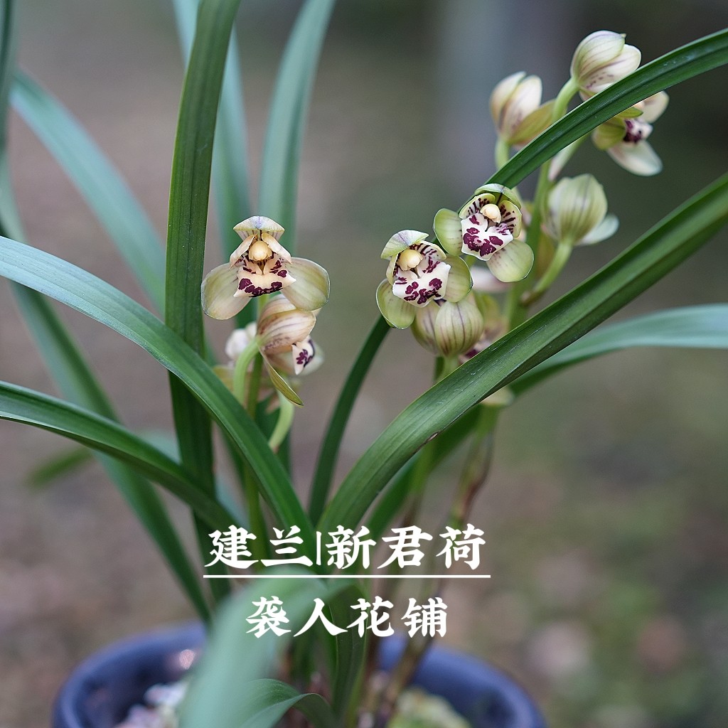 建兰君荷荷瓣兰花苗浓香夏秋季节开花室内好养绿植盆栽