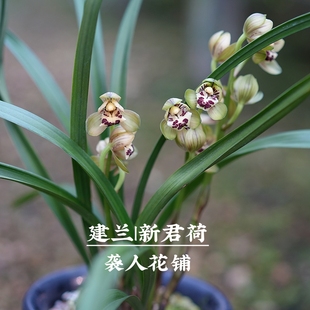 建兰君荷荷瓣兰花苗浓香夏秋季节开花室内好养绿植盆栽