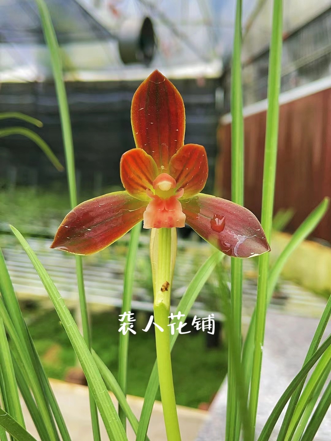 兰花苗带花苞发货红河红豆瓣兰浓香名贵兰花室内客厅好养绿植盆栽