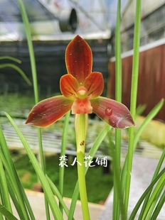 兰花苗带花苞发货红河红豆瓣兰浓香名贵兰花室内客厅好养绿植盆栽
