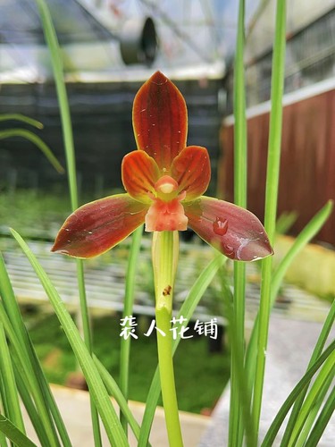 兰花苗带花苞发货红河红豆瓣兰浓香名贵兰花室内客厅好养绿植盆栽