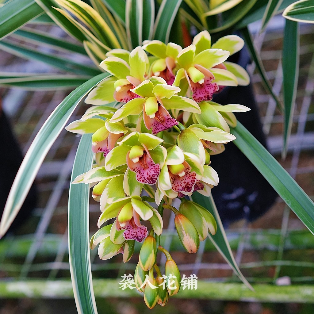 大花蕙兰中国龙兰花苗年宵花冬带花苞室内好养绿植盆栽