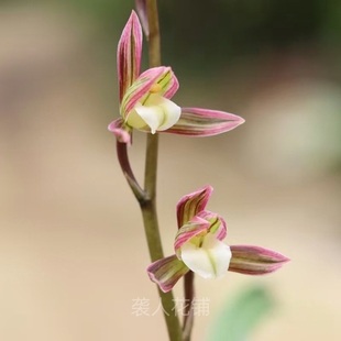 兰花苗盆栽双美人墨兰带花苞浓香国宝级兰花艺草阳台庭院好养绿植