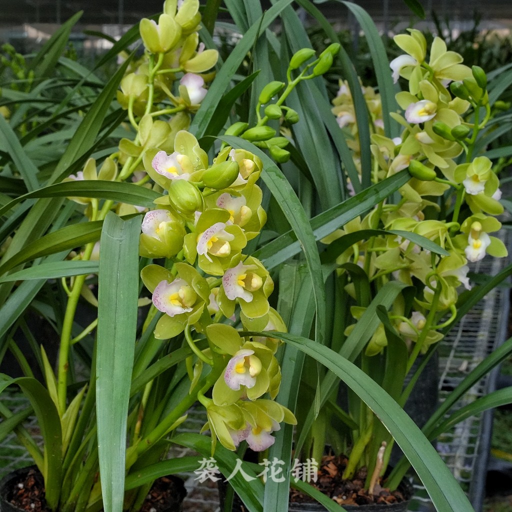 兰花苗盆栽香兰带花苞出售大花蕙兰好养室内花卉绿植