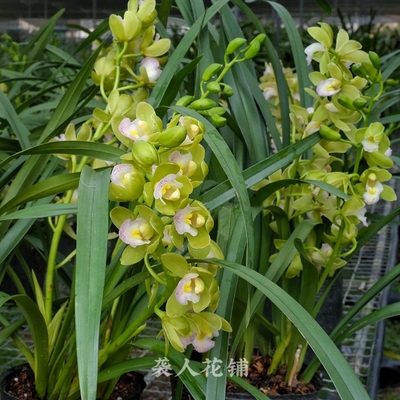 兰花室内夏秋季节基地直销