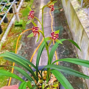 兰花苗建兰矮种铭品熊猫蕊蝶荷蝶精品雅兰花高端室内客厅绿植盆栽