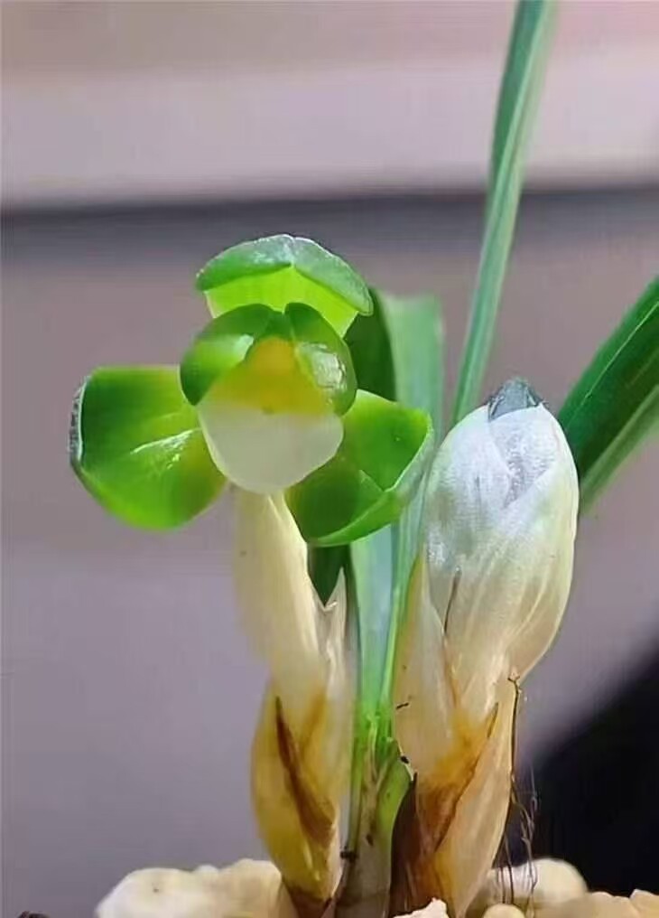 兰花苗春兰一休带花苞发货桌面盆栽浓香型室内好养易活绿植花卉