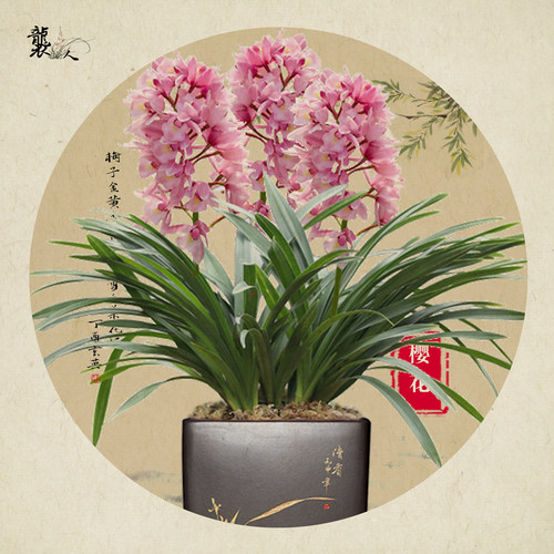 袭人 樱花香妃建兰四季兰花苗 夏带花苞出售好养花卉盆栽