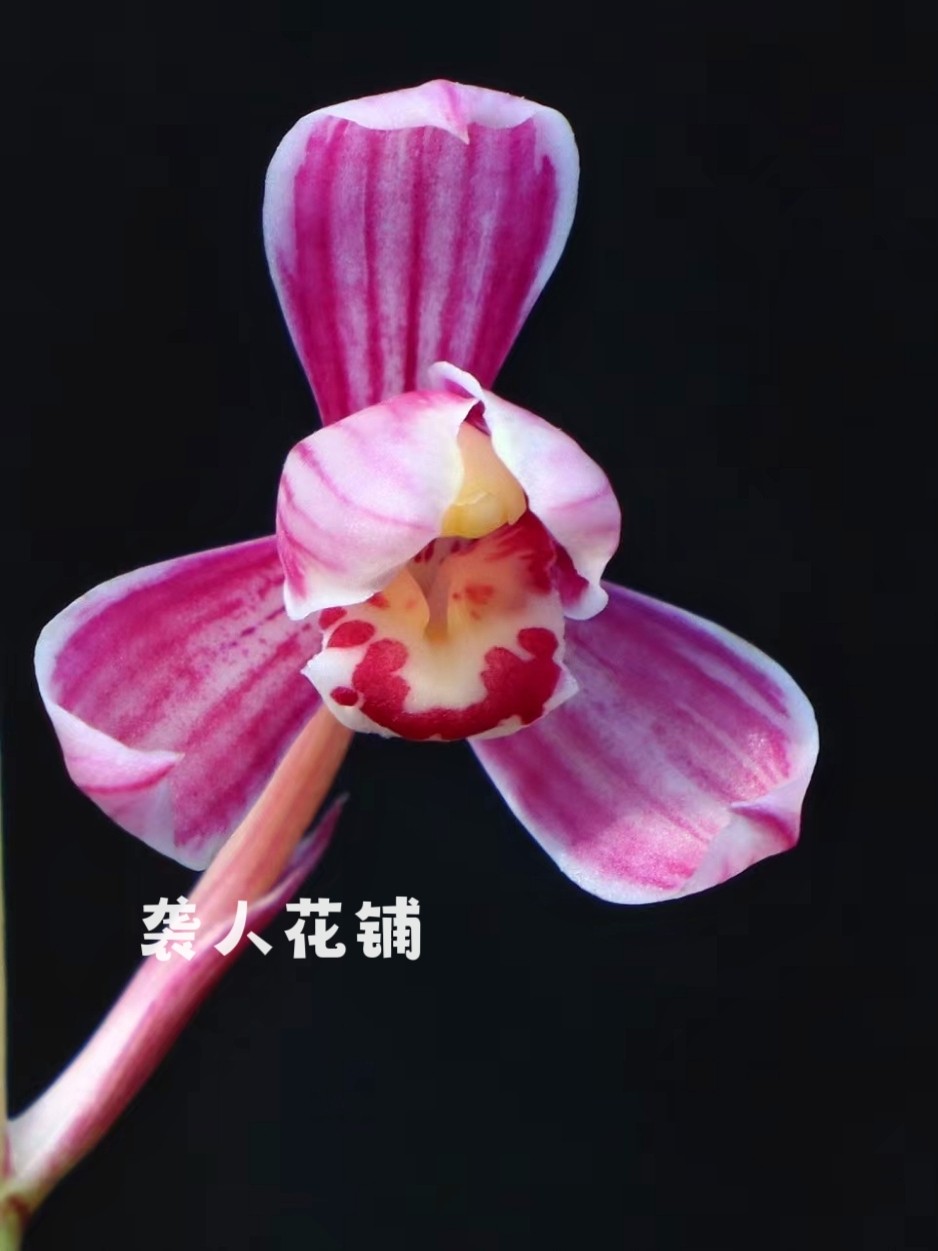 兰花苗紫熏上仙红霞仙子带花苞发货建兰系列浓香型名贵兰花盆栽