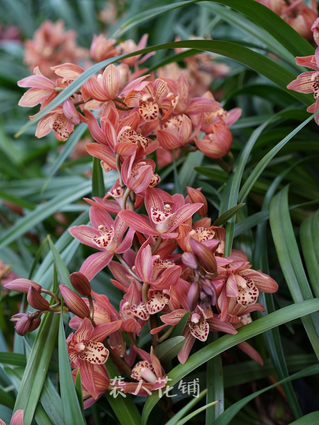 兰花苗醉美人浓香建兰铭品夏带花苞四季兰好养室内盆栽植物