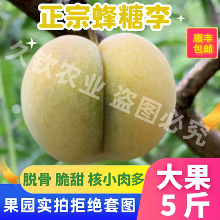 蜂糖李新鲜当季水果贵州四川脱骨李脆甜李现摘产地直发整箱顺丰