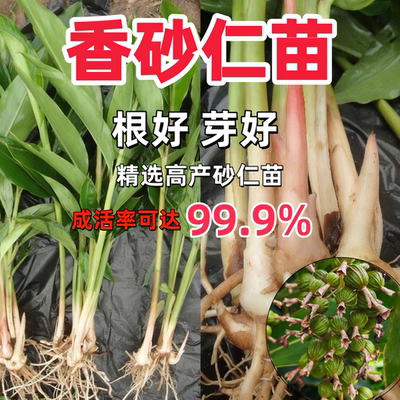 精选高产砂仁苗四川香砂仁种苗