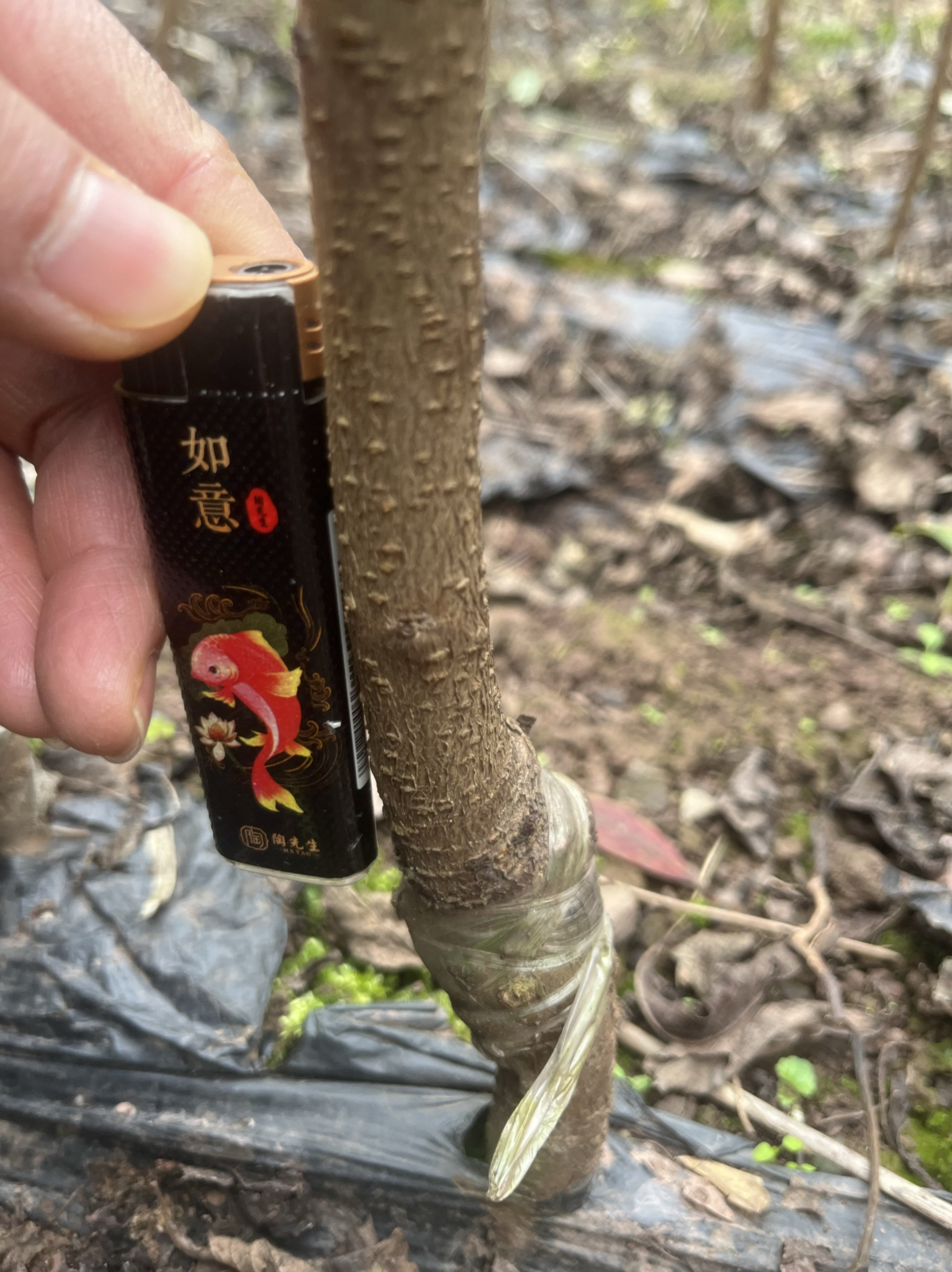 正宗蜂糖李果树苗5年大苗次年结果贵州蜂糖李子苗嫁接苗现挖现发