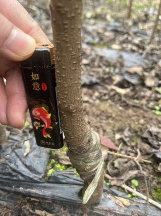 正宗蜂糖李果树苗5年大苗次年结果贵州蜂糖李子苗嫁接苗现挖现发