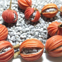 精选川砂仁种子香砂仁种云南砂仁香料调味料易成活香砂种1斤包邮