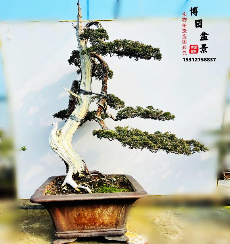 济州真柏盆景原生系鱼川盆景桩大型盆景老桩无针松榆树盆景庭院