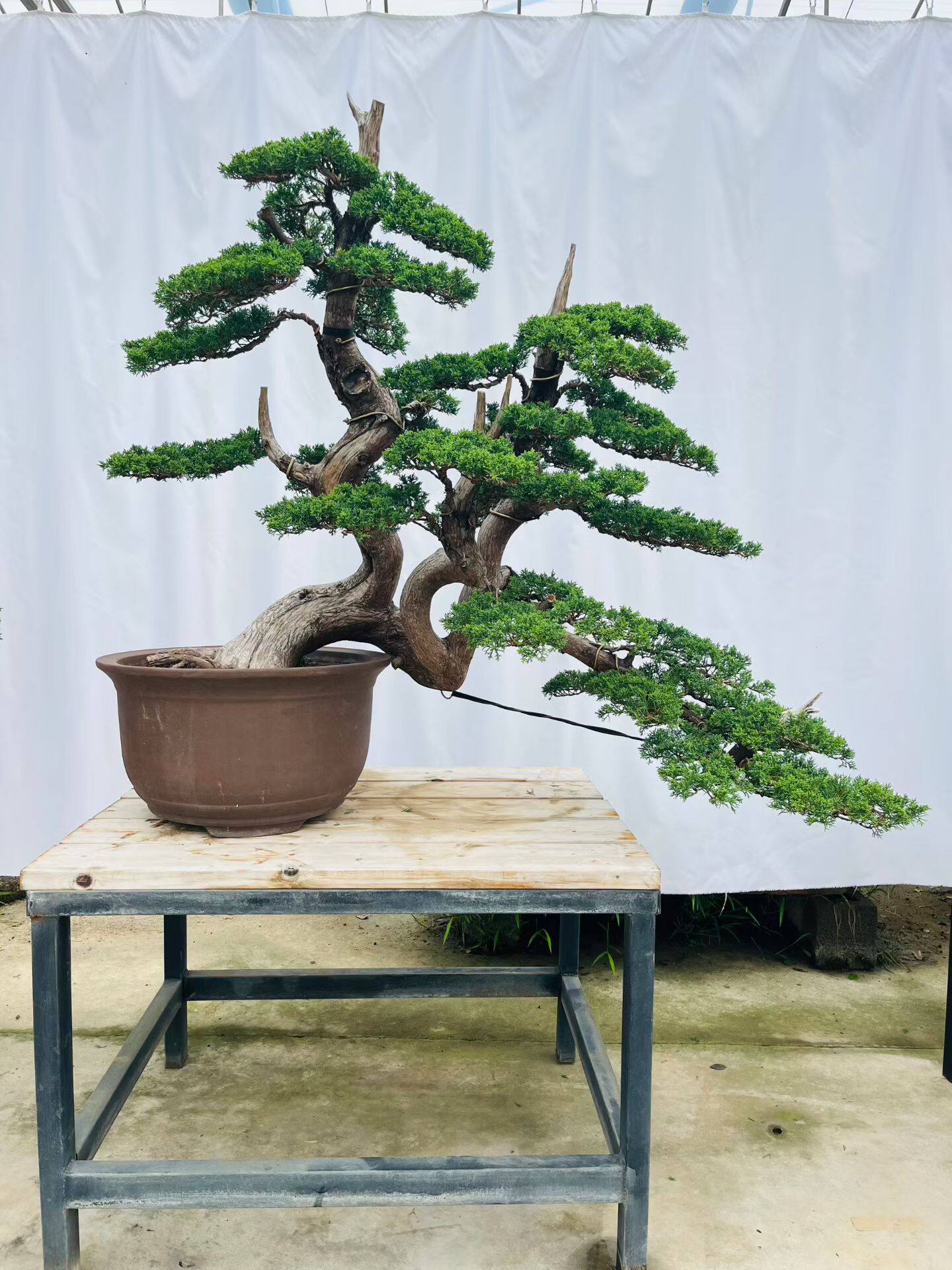 老桩崖柏盆景崖柏熟桩老桩侧柏柏树真柏松树黑松松柏造型盆栽盆景