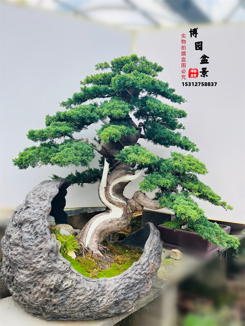 济州针柏盆景 原生日本纪州真柏盆栽大型系鱼川老桩大阪松盆景那