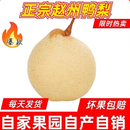 正宗河北鸭梨水果新鲜10斤当季采摘现发赵县雪花梨5斤水晶梨包邮