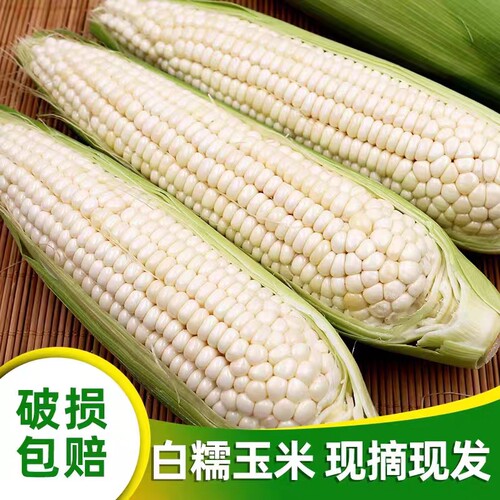 《坏果包赔》广西新鲜现摘白糯玉米新鲜嫩黏玉米棒子粒5/8斤