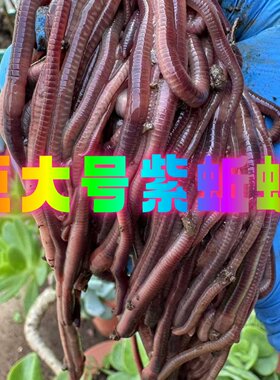 紫色蚯蚓特大号一斤盒装包鲜活鲫鱼罗非鲢鳙野钓黑坑钓鱼活鱼饵料