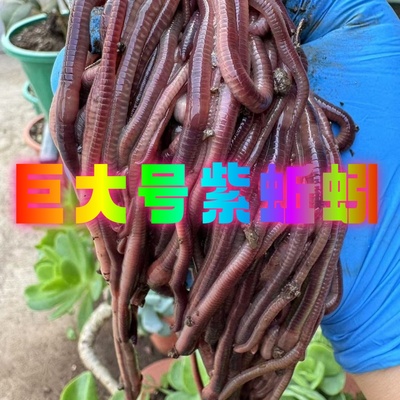 紫色蚯蚓特大号一斤盒装包鲜活鲫鱼罗非鲢鳙野钓黑坑钓鱼活鱼饵料