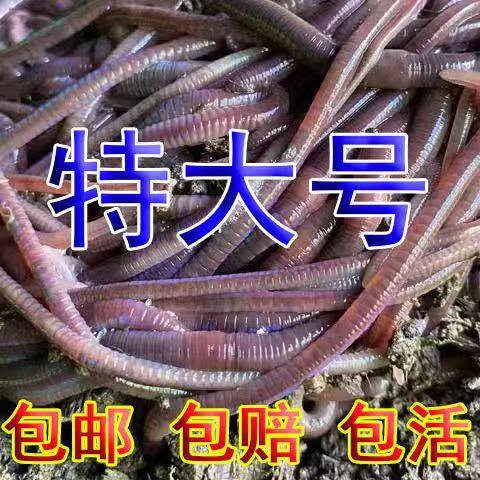紫色蚯蚓特大号一斤盒装包鲜活鲫鱼罗非鲢鳙野钓黑坑钓鱼活鱼饵料