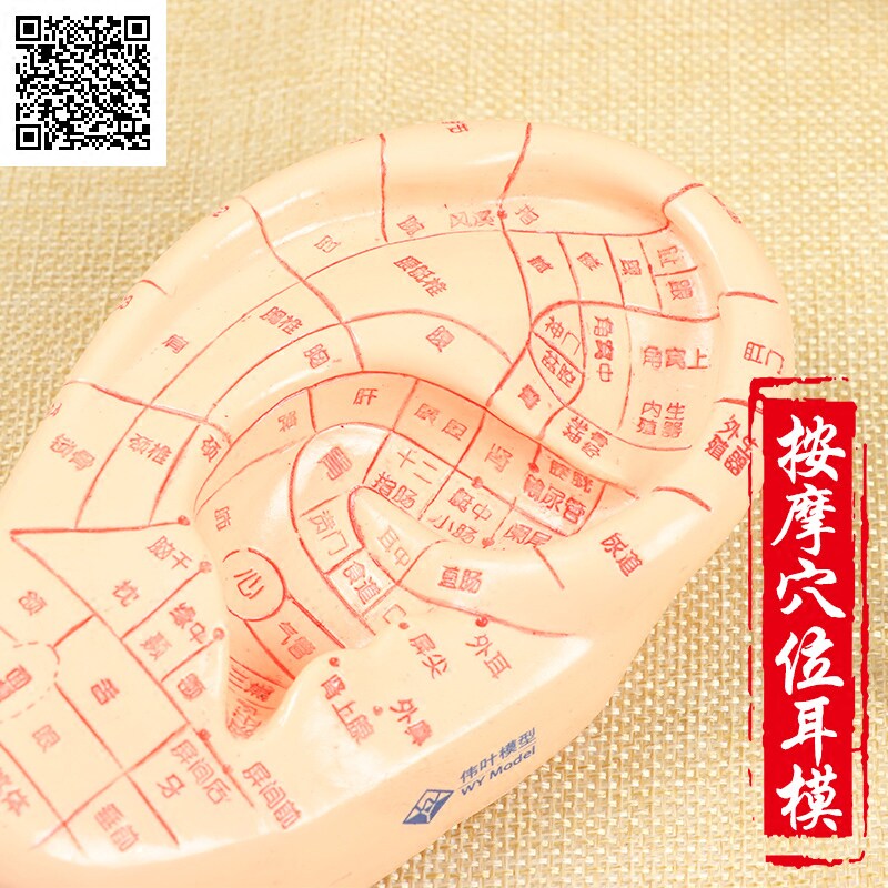 伟叶人体耳朵穴位按摩模型 中医反射区按摩耳部经络模型穴位图解