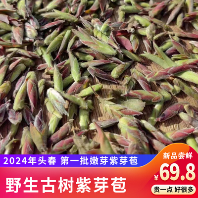 2024头春新茶野生紫芽苞生茶100g