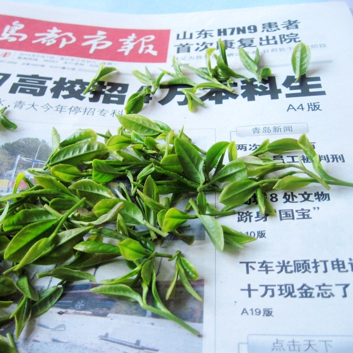 崂山绿茶2023年 新茶 崂山茶 大田露天茶 500g春茶 青岛特产