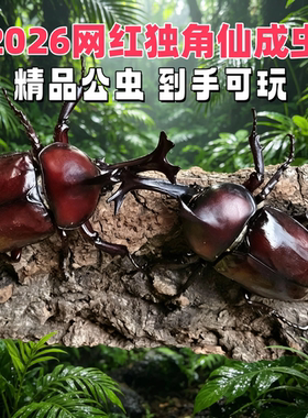 【2026年独角仙成虫现货】新虫 独角仙幼虫新手套餐昆虫宠物活体