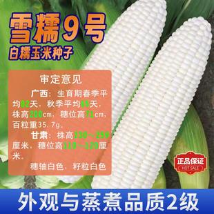 原装正品纯糯白玉米燕窝白糯玉米种子夏播雪糯9号大棒矮杆包谷种