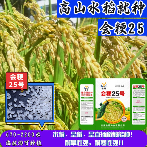 高海拔粳稻优质水稻种粳稻会粳25号水稻种子常规种可留种